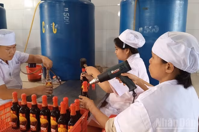 Các cơ sở sản xuất nước mắm ở xã Cà Ná ( tỉnh Khánh Hòa) tất bật với việc cho ra sản phẩm phục vụ thị trường dịp Tết. (Ảnh: NGUYỄN TRUNG)