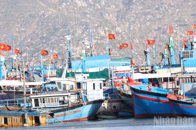 Tàu cá của ngư dân xã Cà Ná (Khánh Hòa) neo đậu an toàn, chuẩn bị cho việc sửa chữa. (Ảnh: NGUYỄN TRUNG)