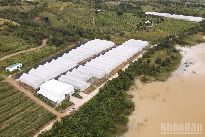 Một góc nông trại Chapor Farm, thôn Ma Ty, xã Bác Ái Tây, tỉnh Khánh Hòa. (Ảnh: NGUYỄN TRUNG)