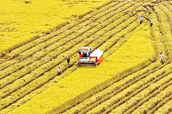 Thu hoạch lúa thơm đặc sản trên cánh đồng xã Liêu Tú.