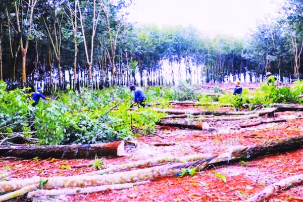 Người dân cắt cây bàn giao mặt bằng thi công đường cao tốc Gia Nghĩa-Chơn Thành.