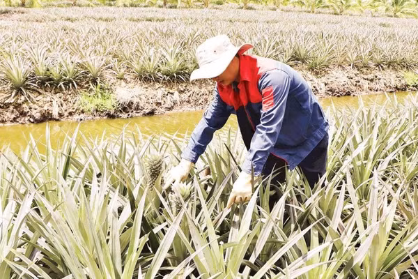 Cây khóm giúp người dân ấp Xẻo Gia có thu nhập ổn định.