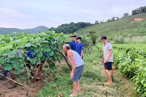 Các chiến sĩ Chiến dịch Mùa hè xanh 2026 của Trường đại học Sư phạm Thể dục Thể thao Thành phố Hồ Chí Minh hỗ trợ người dân dựng lại vườn bầu bị hư hỏng, ngã đổ do ảnh hưởng của thiên tai. (Ảnh: PHÚC THẮNG)