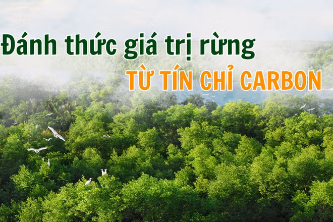 Đánh thức giá trị rừng từ tín chỉ carbon