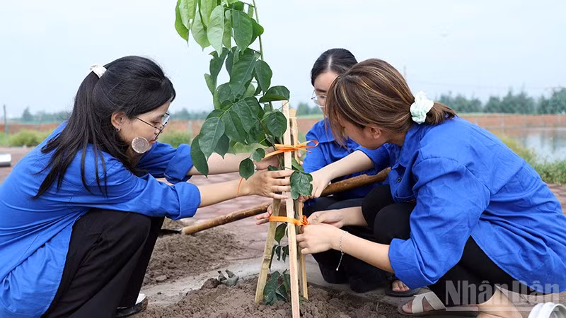 Các bạn trẻ chung tay ươm những mầm xanh trong khuôn khổ Ngày cao điểm. (Ảnh: ĐĂNG HẢI)