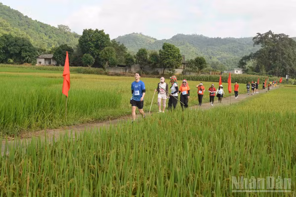 Cung đường đua đi qua những cánh đồng óng vàng, để lại nhiều ấn tượng cho các vận động viên và du khách. (Ảnh: CÔNG HẢI)