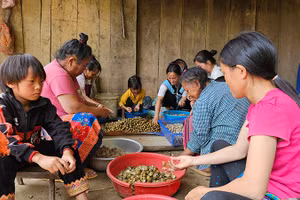 Thu hoạch quả mắt cá luộc, bóc, sấy tạo thêm thu nhập cho người dân bản Sài Khao, tỉnh Thanh Hóa.