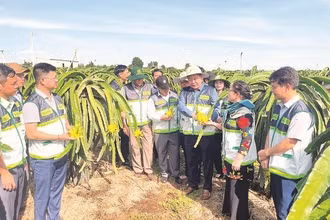 Các sở, ngành hỗ trợ doanh nghiệp nghiên cứu phát triển giống mới của thanh long.