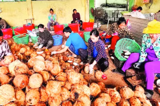 Chế biến các sản phẩm từ dừa tại tỉnh Vĩnh Long đã tạo nhiều việc làm cho lao động nông thôn.