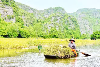 Trên cánh đồng Tam Cốc, có thuyền đưa đón du khách tham quan, thuyền lại chở niềm vui của một mùa vàng bội thu.