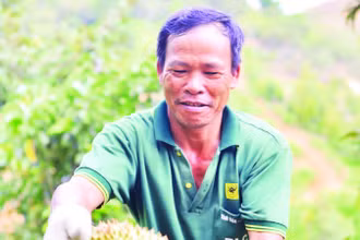 Người dân Lâm Đồng phấn khởi vào vụ thu hoạch sầu riêng.