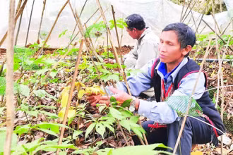 Chăm sóc cây sâm Ngọc Linh tại xã Măng Ri, tỉnh Quảng Ngãi.