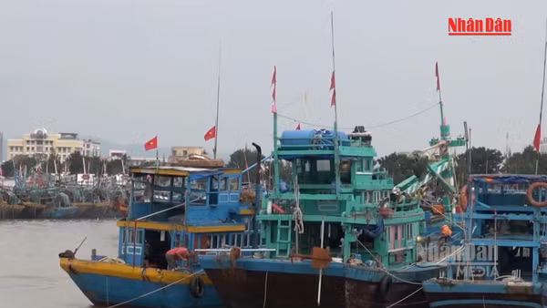 [Video] Lâm Đồng tập trung khắc phục tồn tại, quyết liệt chống khai thác IUU 
