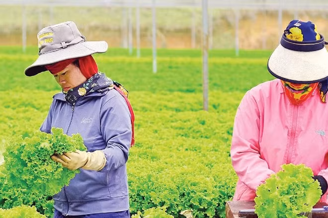 Mô hình chuỗi liên kết trong sản xuất, chế biến, tiêu thụ nông sản tại Lâm Đồng ngày càng phát triển.