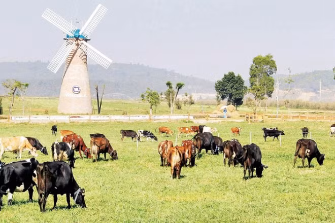 Trang trại chăn nuôi bò sữa tiêu chuẩn châu Âu tại xã Đơn Dương, tỉnh Lâm Đồng.