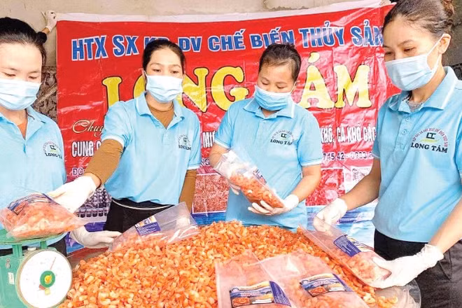 Đóng gói sản phẩm tôm biển sấy khô tại Hợp tác xã sản xuất, kinh doanh, dịch vụ chế biến thủy sản Long Tám.