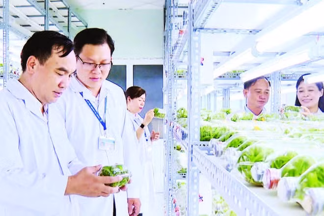 Nhiều giống cây trồng, vật nuôi được nghiên cứu tại Khu Nông nghiệp công nghệ cao thành phố và phát triển trong thực tiễn với năng suất, chất lượng vượt trội.