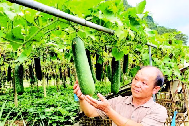 Vườn bí xanh của ông Phùng Văn Chì, xóm Quốc Tuấn, xã Quảng Uyên, tỉnh Cao Bằng cho hiệu quả kinh tế cao.