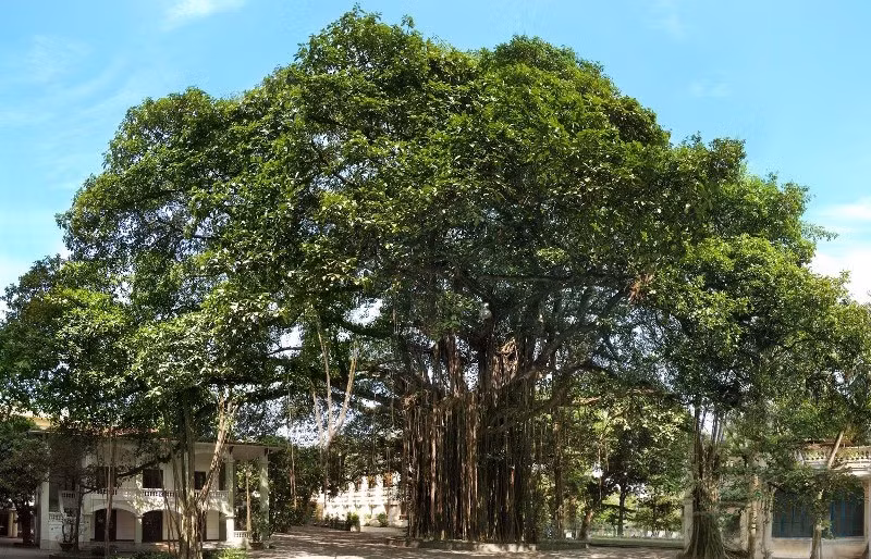 Gốc đa của Báo Nhân Dân sẽ trở thành sân khấu của chuỗi hoạt động văn hóa nghệ thuật "Tán Đa". (Ảnh: BÁO NHÂN DÂN)