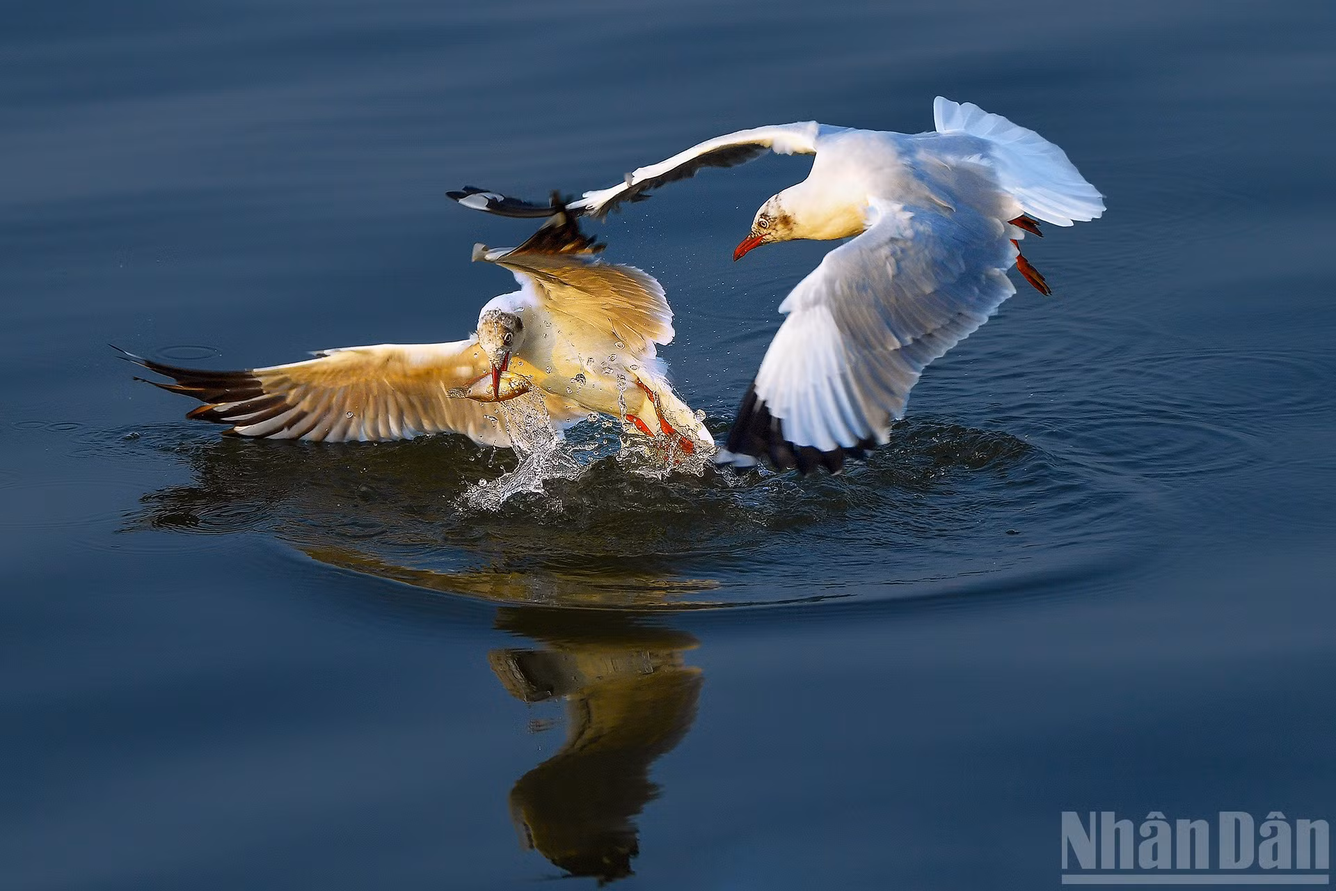 ndo_br_dsc-1130aabbccddeeffgg-20x30-5m.jpg