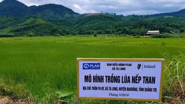 Mô hình trồng lúa nếp than tại xã Tà Long, huyện Đakrông (nay là thôn Tà Lao, xã Đakrông, tỉnh Quảng Trị). (Ảnh: Plan Việt Nam cung cấp)