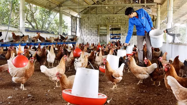 Trang trại nuôi gà đẻ trứng của nông dân ở xã Thanh Nguyên, huyện Thanh Liêm, tỉnh Hà Nam. (Ảnh TRẦN HẢI)