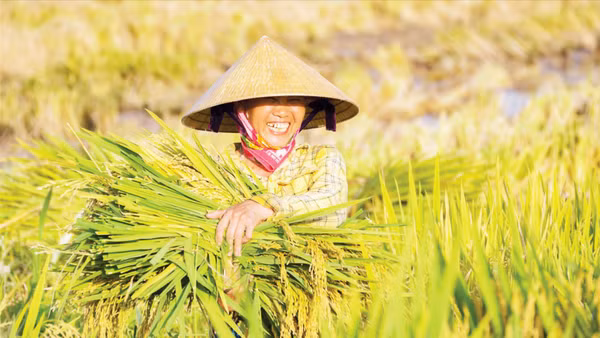 Niềm vui được mùa. (Ảnh: ĐÌNH ÁNH)