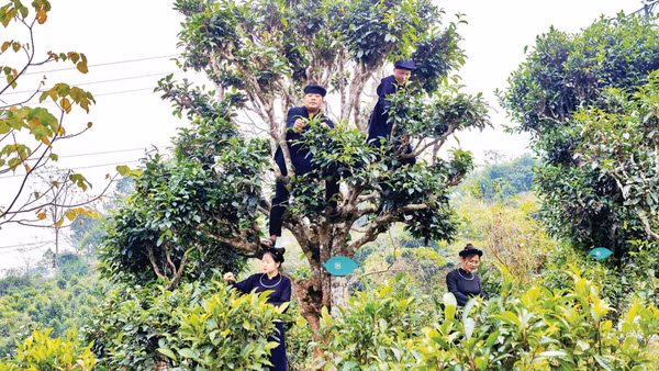 Người dân xã Đồng Phúc thu hái chè shan tuyết. (Ảnh: TRIỆU HOA)