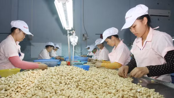 Chế biến hạt điều tại Công ty trách nhiệm hữu hạn Quang Sơn, tỉnh Đắk Lắk. (Ảnh: ĐINH HUÊ)