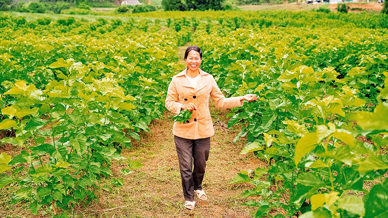 Được sự hỗ trợ của Dự án “Tôi gieo vui-She Feeds the World”, nhiều phụ nữ ở xã vùng sâu Yang Mao, tỉnh Đắk Lắk phát triển nghề trồng dâu nuôi tằm, vươn lên thoát khỏi đói nghèo.