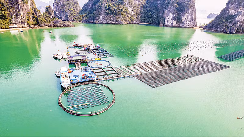 Mô hình trang trại lồng bè nuôi hải sản và rong sụn kết hợp du lịch trải nghiệm ở Quảng Ninh. 