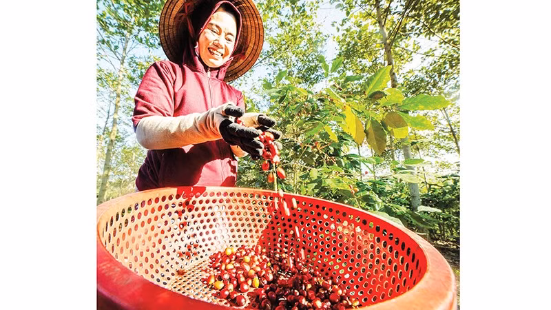 Chị Trần Mai Hương, Giám đốc Hợp tác xã Nông nghiệp xanh An Việt Farm đang thu hoạch cà- phê đặc sản.