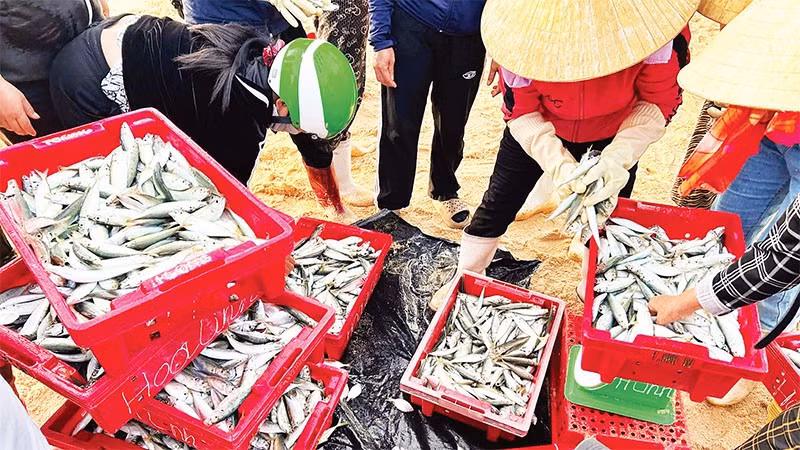 Thủy sản vùng Đồng bằng sông Hồng đa dạng với các loài nước ngọt, nước mặn, nước lợ.