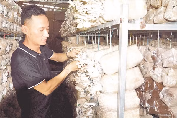 Anh Hồ Ngọc Hoàn kiểm tra nấm bào ngư xám tại cơ sở sản xuất.