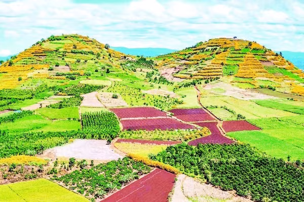 Tây Nguyên mùa hoa “báo đông”