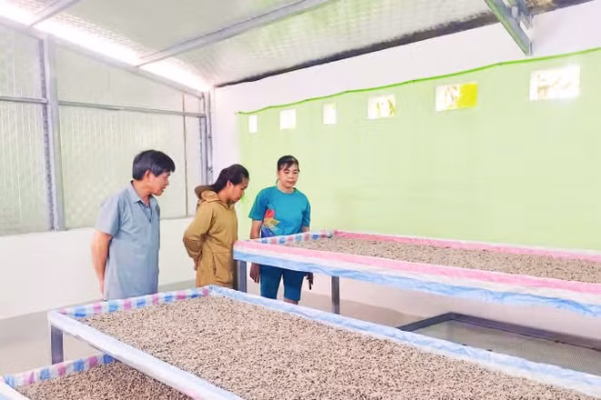 Gia đình chị Nông Thị Ánh ở Tổ 10, phường Nùng Trí Cao nuôi tằm giống.
