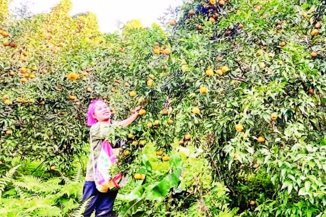 Vùng cam, quýt đặc sản, đã cấp chỉ dẫn địa lý tại xã Bạch Thông (Ảnh TÙNG VÂN)