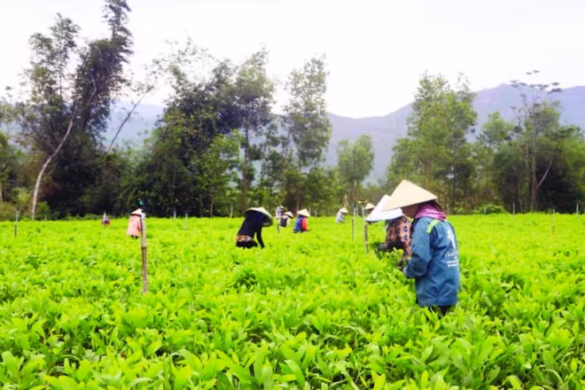 Vườn keo giống của chị Phạm Thị Vinh giúp khoảng 20 lao động địa phương thu nhập 350-400 nghìn đồng/ngày.