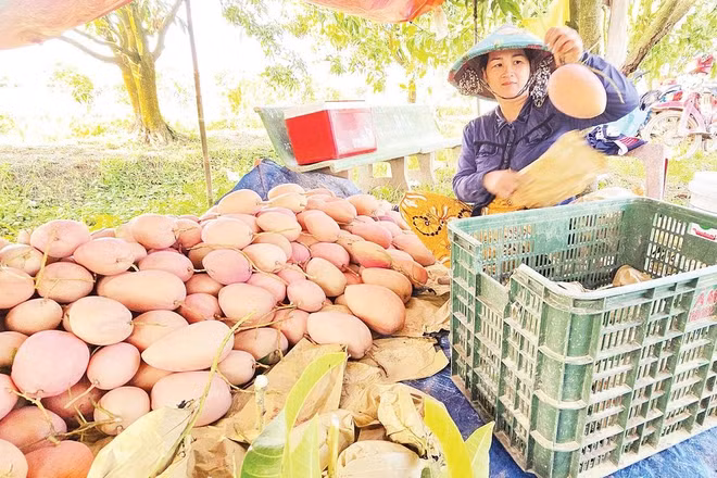 Nông dân An Giang thu hoạch cây ăn trái.