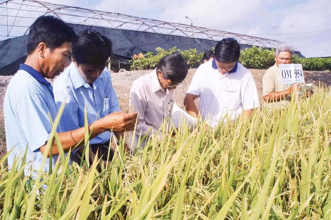Cán bộ khuyến nông xã Liêu Tú hướng dẫn nông dân cách chăm sóc và phòng trừ dịch bệnh trên lúa.