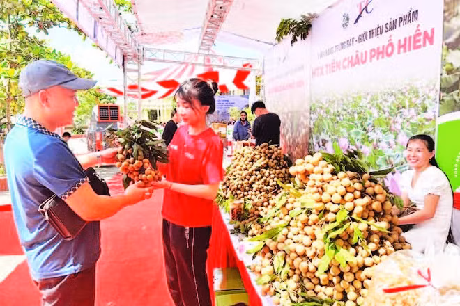 Xã Tân Hưng, tỉnh Hưng Yên tổ chức xúc tiến thương mại tiêu thụ nhãn cho nông dân.