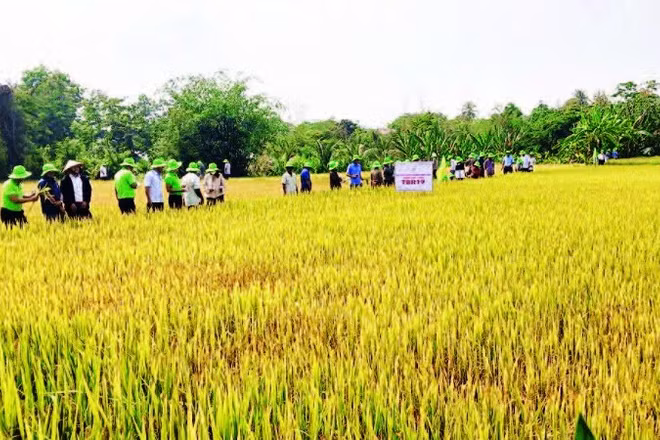 Tập huấn kỹ thuật gieo trồng, chăm sóc giống lúa mới cho nông dân xã Ia Rsai.