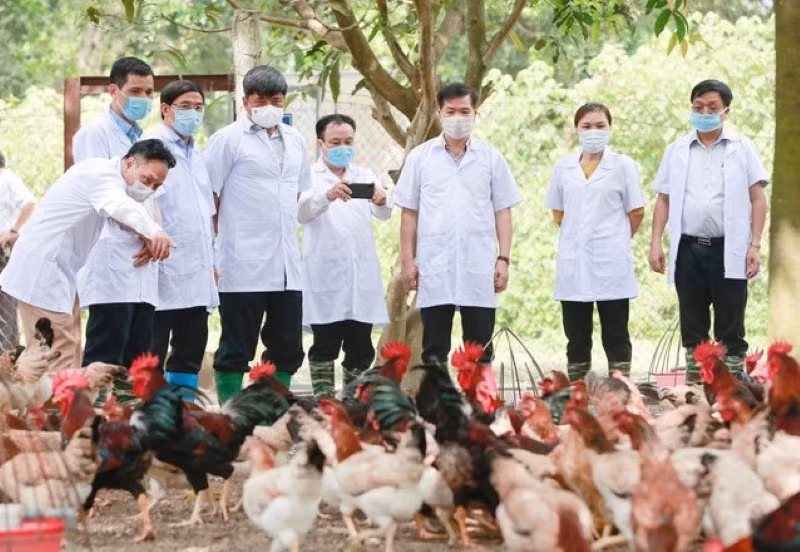 Khách tham quan trang trại gà Mía giống. 
