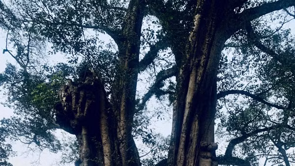 Cây đa là loài cây thân thuộc với văn hóa tinh thần của người Việt, chẳng kém cây lúa và cây tre.