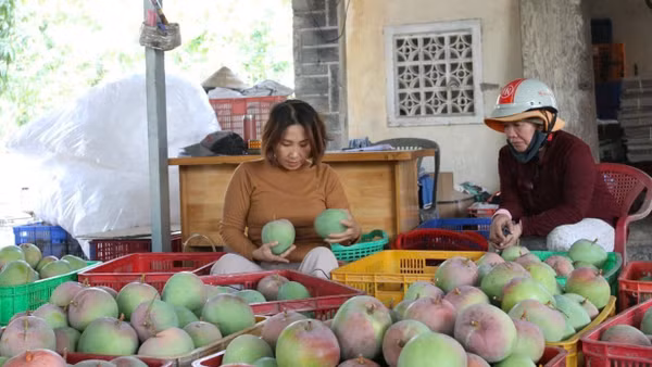Người dân luôn phải đối mặt tình trạng được mùa mất giá. Ảnh: THANH SANG
