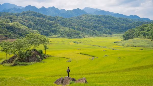 Đồng làng luôn rực lên sự sống của cây, của đất.