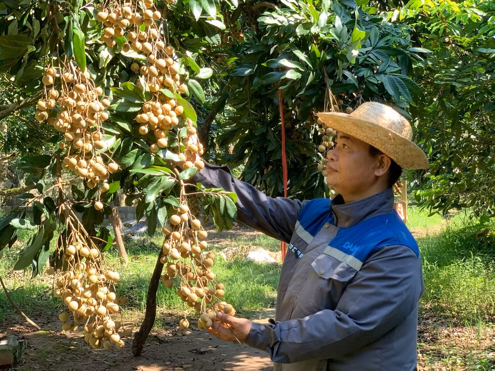 28-8-giong-nhanx-duong-phen-xa-tan-hung.jpg