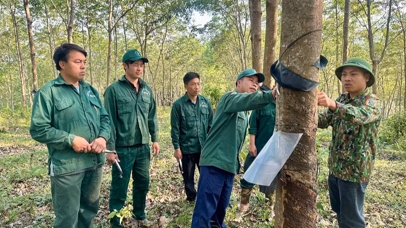 Cán bộ kỹ thuật Đội cao-su Tuần Giáo hướng dẫn công nhân kỹ thuật cạo mủ tại vườn cây. 