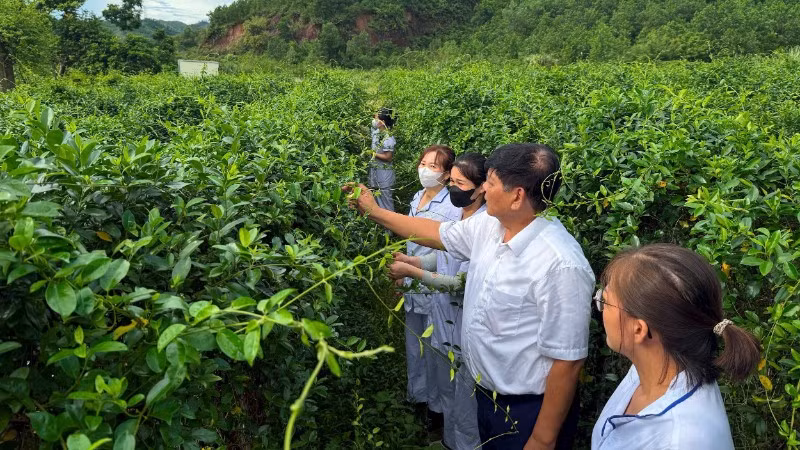 Anh Phạm Việt Trung giới thiệu đặc tính tác dụng của cây dây thìa canh.