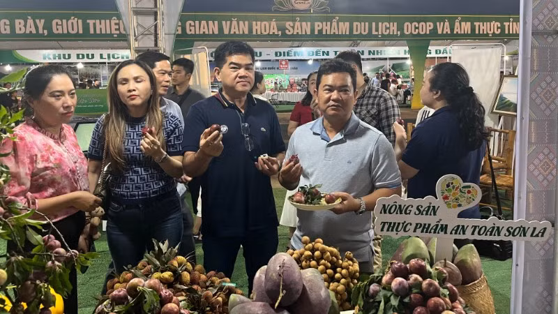 Liên hiệp Hợp tác xã Thương mại Thành phố Hồ Chí Minh khảo sát tiêu thụ mận hậu Sơn La ngay tại vùng trồng.